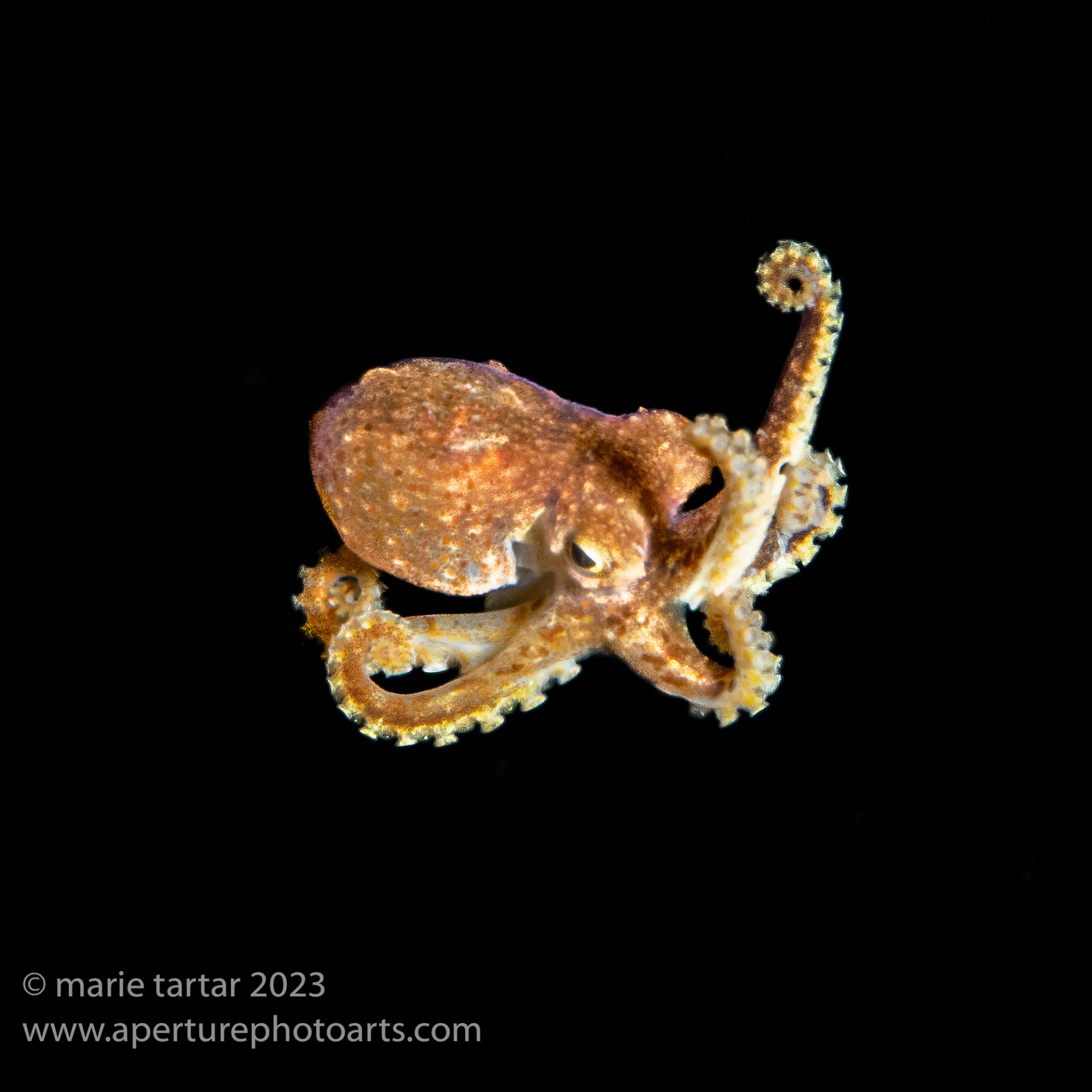 Pelagic octopus sighted on blackwater dive in Anilao, Philippines