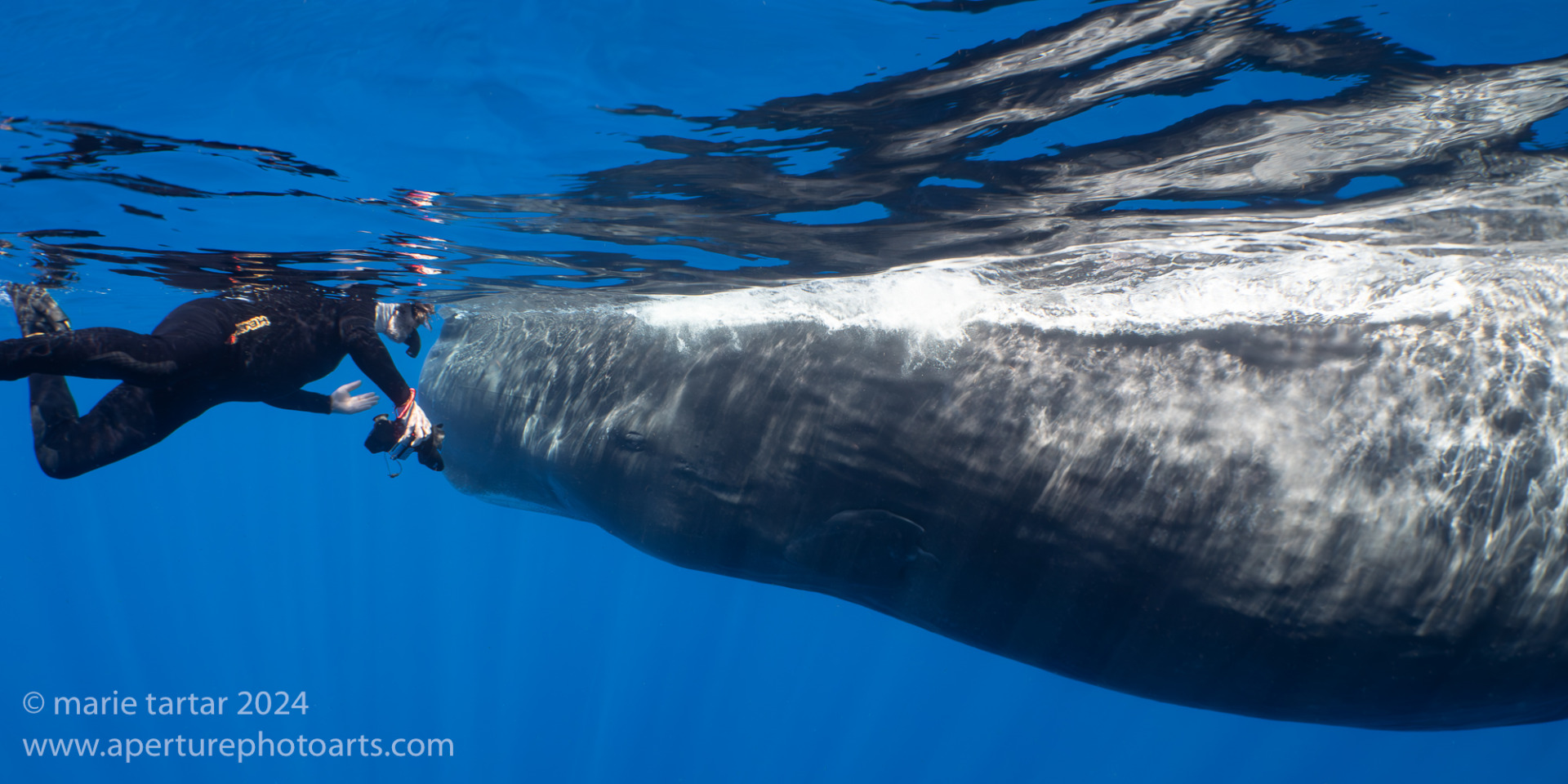 Snorkeler and sperm whale have a close encounter in Dominica.