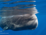 Sperm whales congregate in pods of females and young in Dominica.
