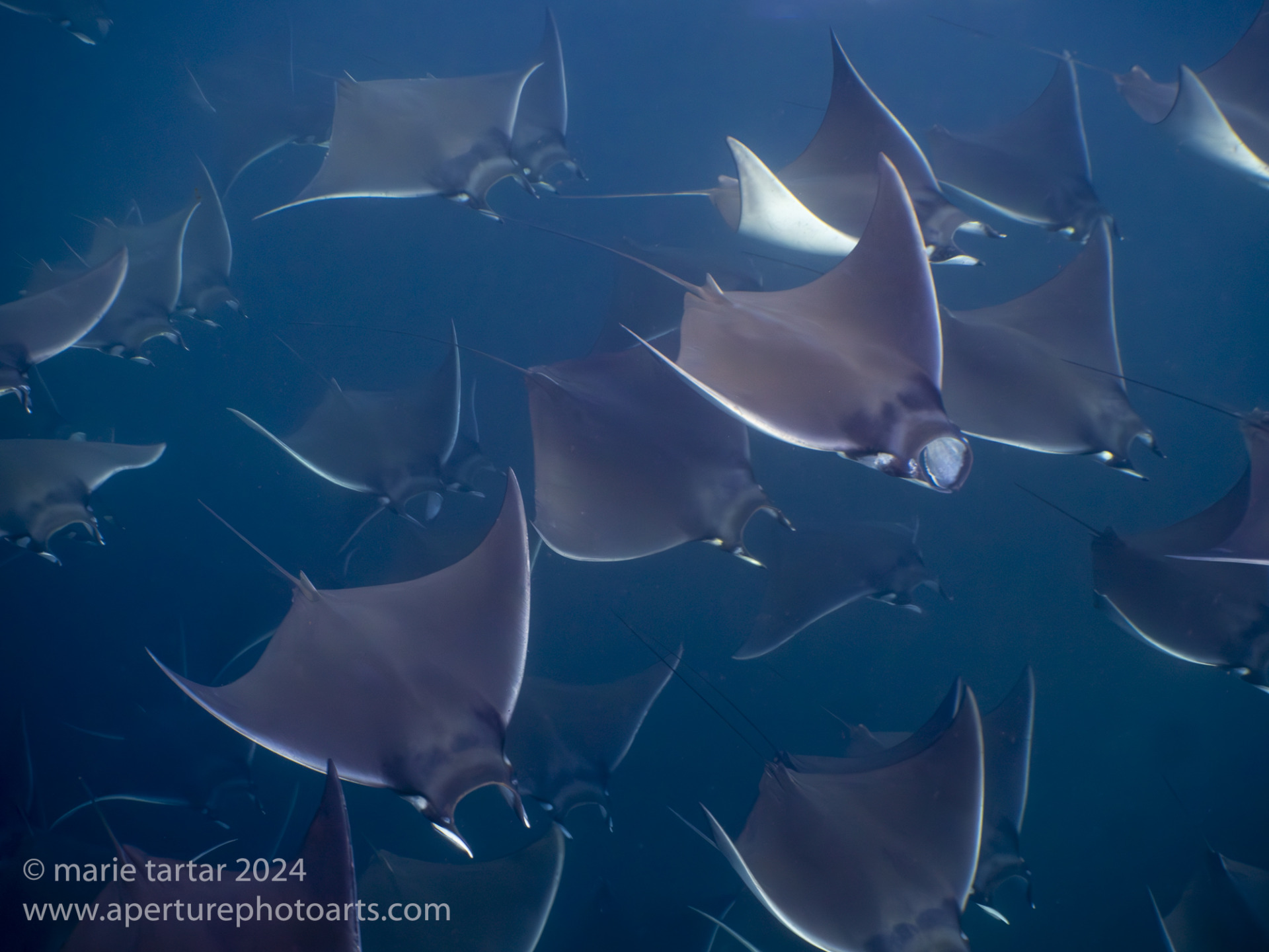 Masses of mobulas can be seen in Baja Mexico's Sea of Cortez in late spring and early summer.