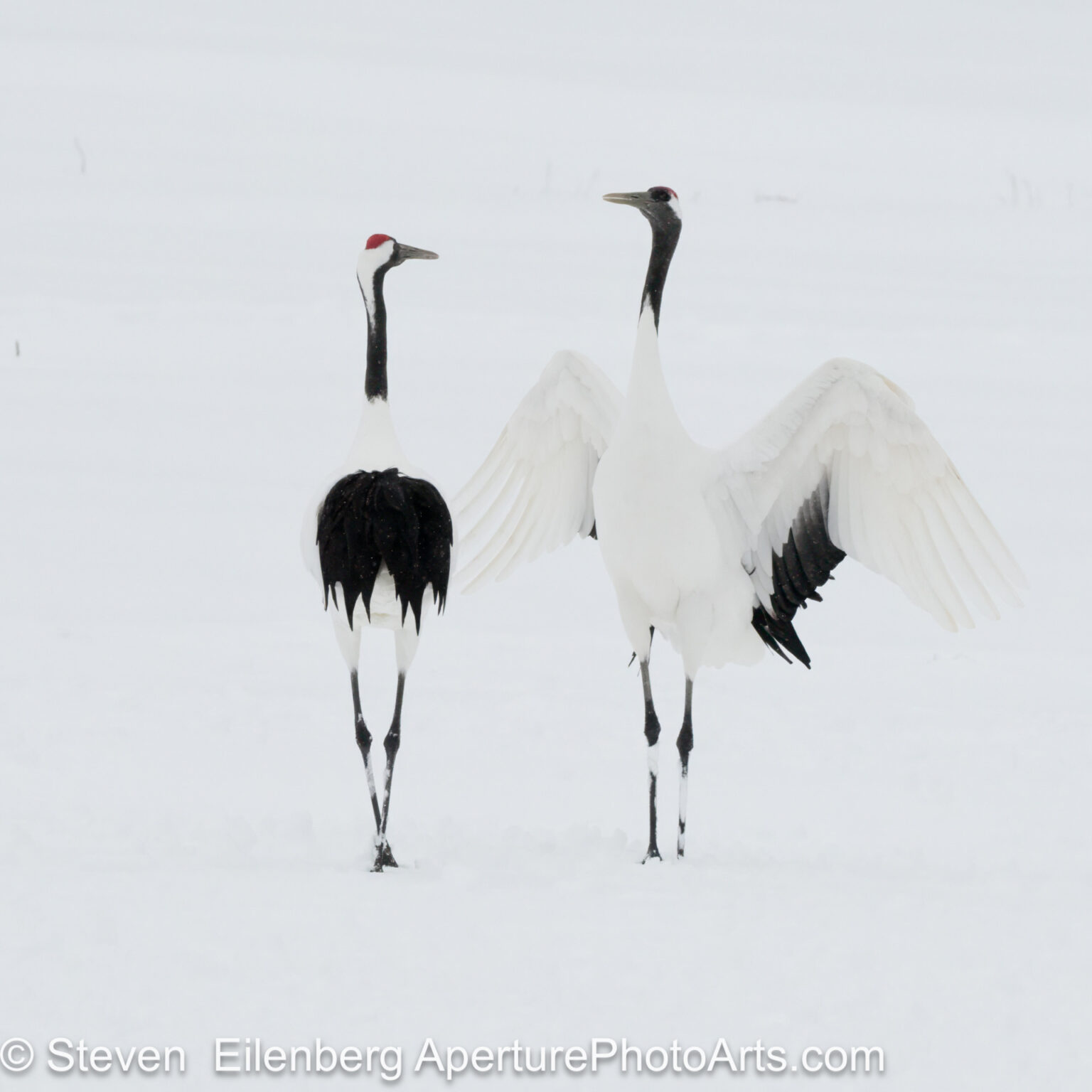 Red-crowned crane pair dancing 2