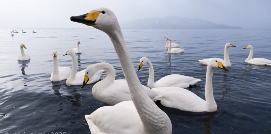 Whooper swans in Lake Kussharo, Hokkaido, Japan.