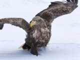 White-tailed sea eagle in winter snow on jetty in Rausu, Hokkaido, Japan
