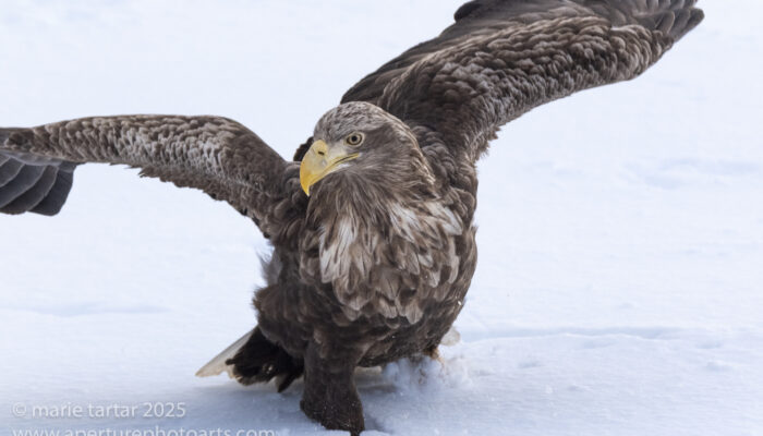 White-tailed sea eagle in winter snow on jetty in Rausu, Hokkaido, Japan