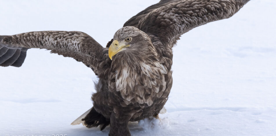 White-tailed sea eagle in winter snow on jetty in Rausu, Hokkaido, Japan