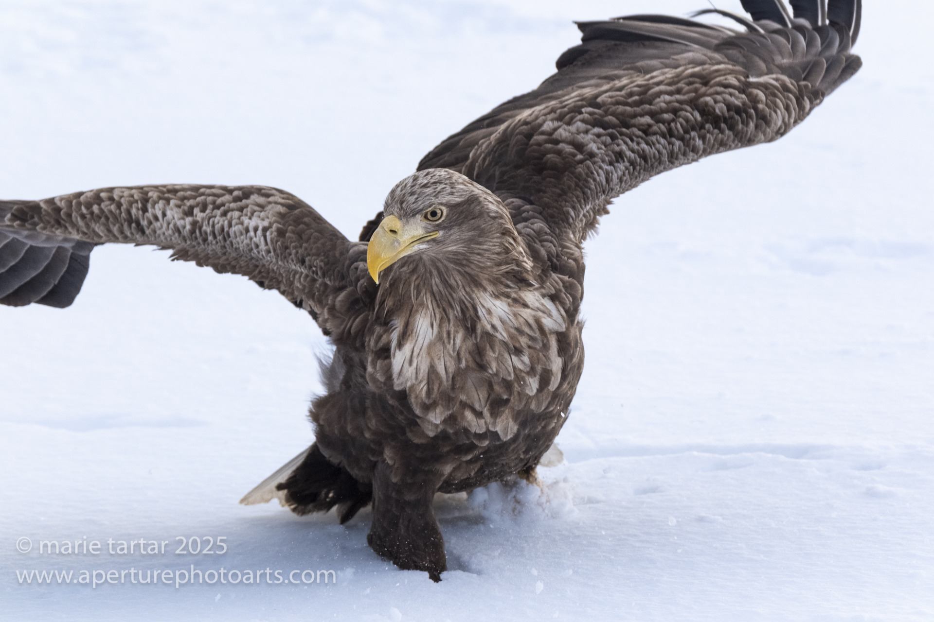 White-tailed sea eagle in winter snow on jetty in Rausu, Hokkaido, Japan