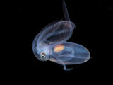 Diamond squid, blackwater, Anilao, Batangas, Philippines
