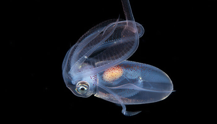 Diamond squid, blackwater, Anilao, Batangas, Philippines