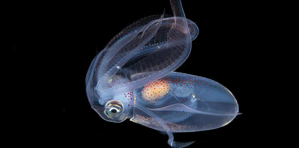 Diamond squid, blackwater, Anilao, Batangas, Philippines