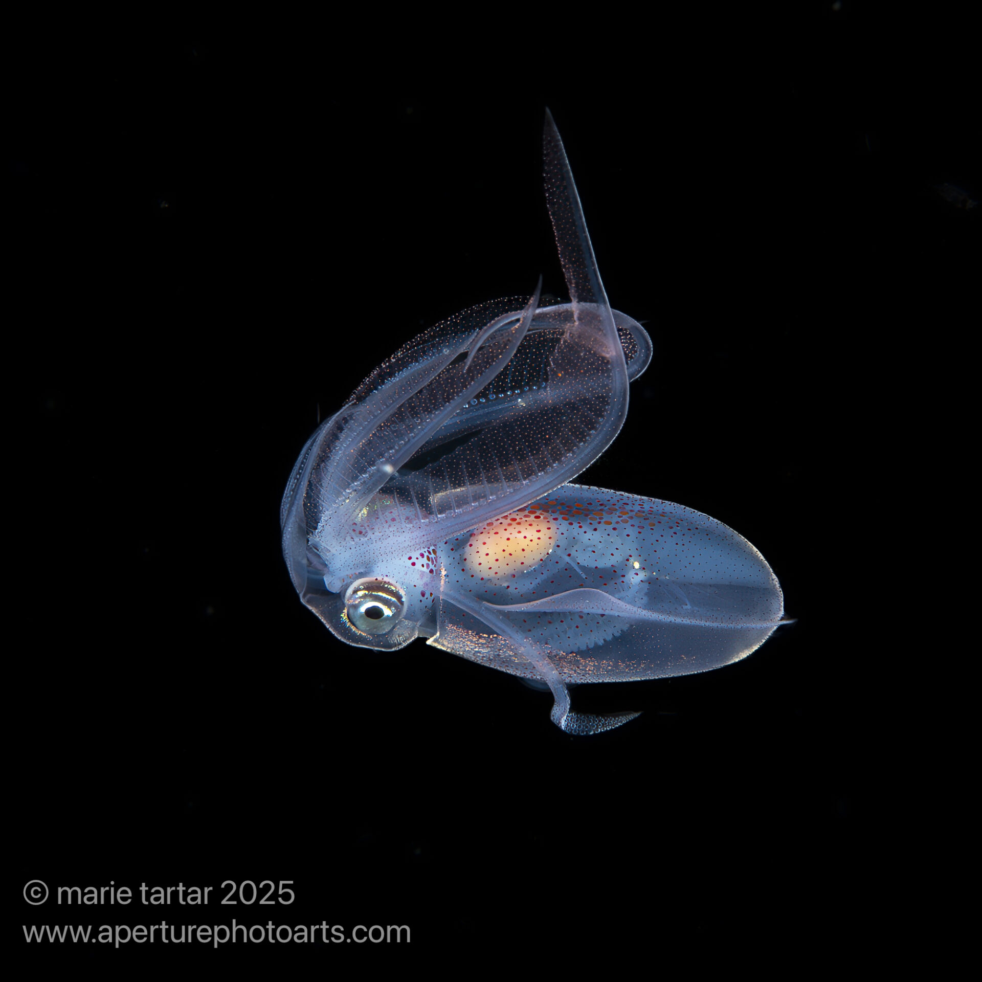 Diamond squid, blackwater, Anilao, Batangas, Philippines
