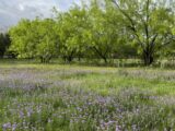 Texas Hill Country wildflowers in spring