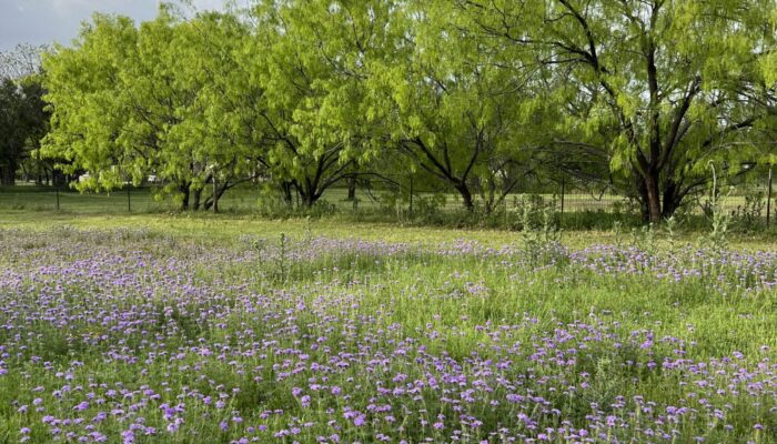 Texas Hill Country wildflowers in spring