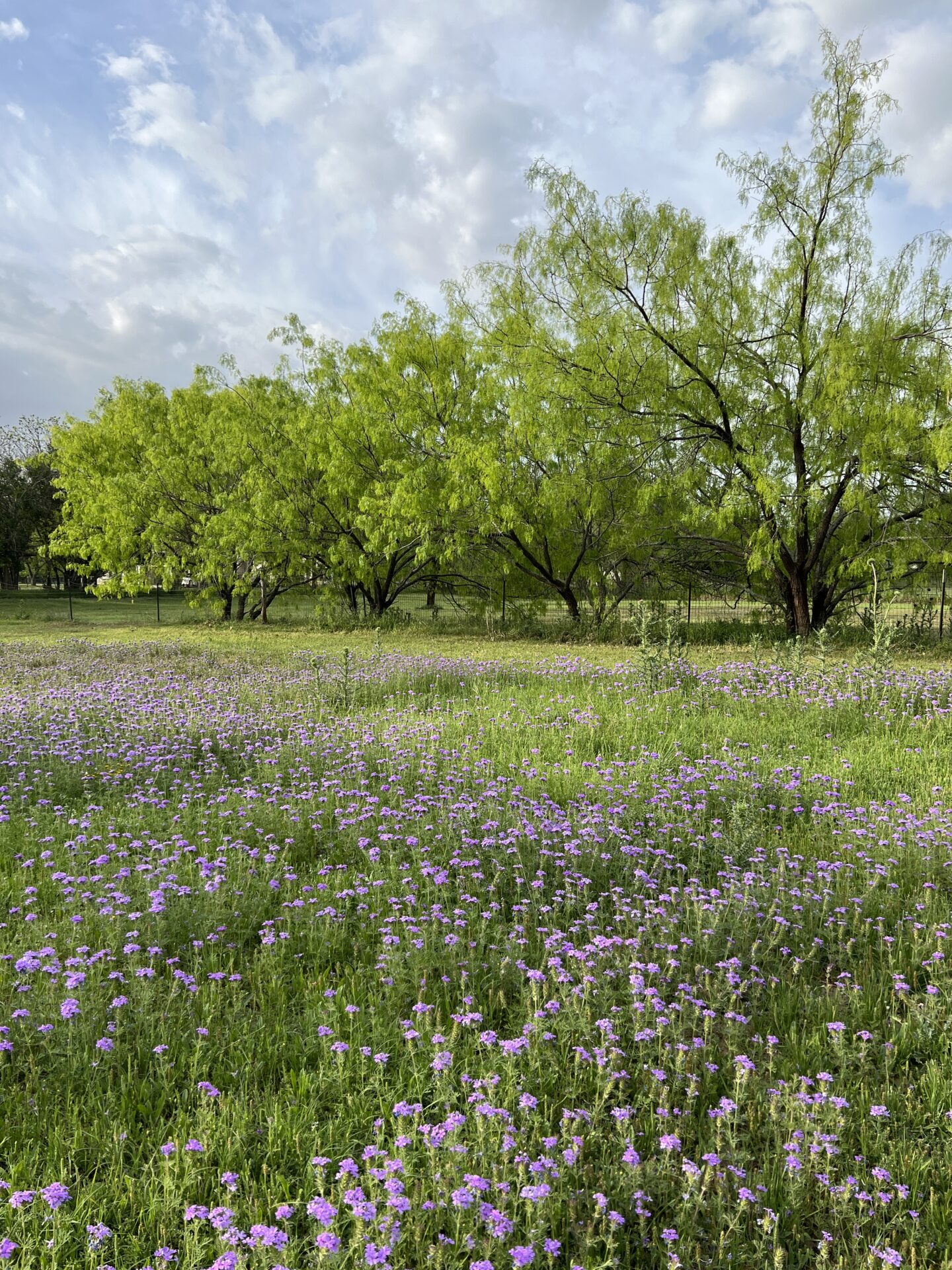Texas Hill Country wildflowers in spring
