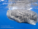 Curious sperm whale at close range, Dominica