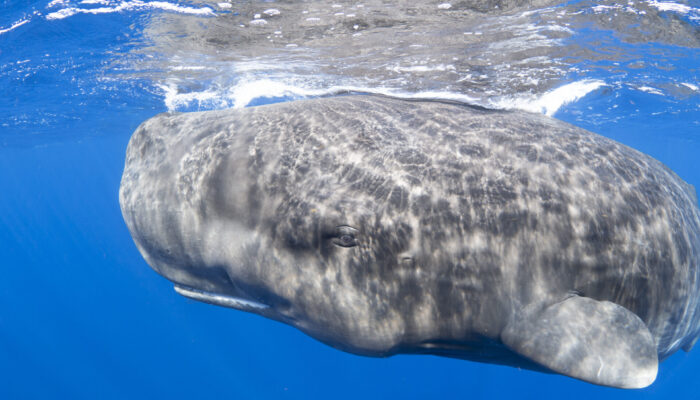Curious sperm whale at close range, Dominica