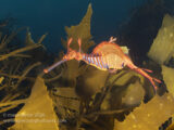 Female weedy sea dragon in cold Tasmanian water above kelp