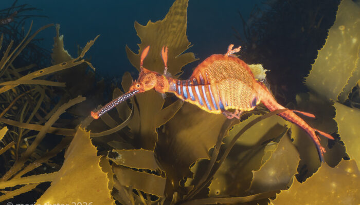 Female weedy sea dragon in cold Tasmanian water above kelp