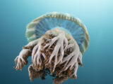 Jellyfish, Kimbe Bay, Papua New Guinea