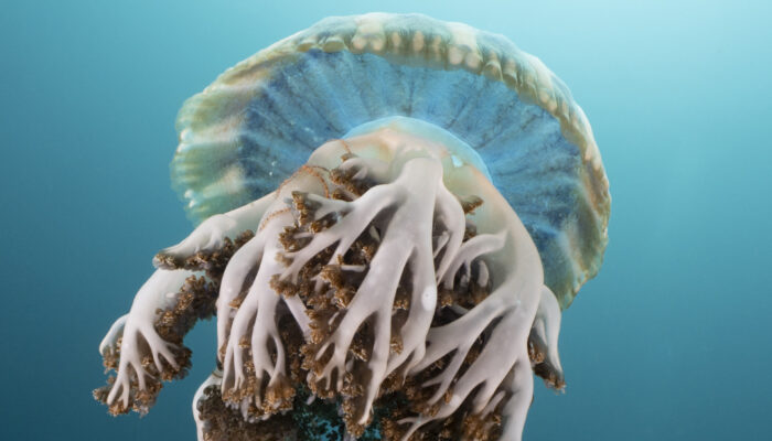 Jellyfish, Kimbe Bay, Papua New Guinea