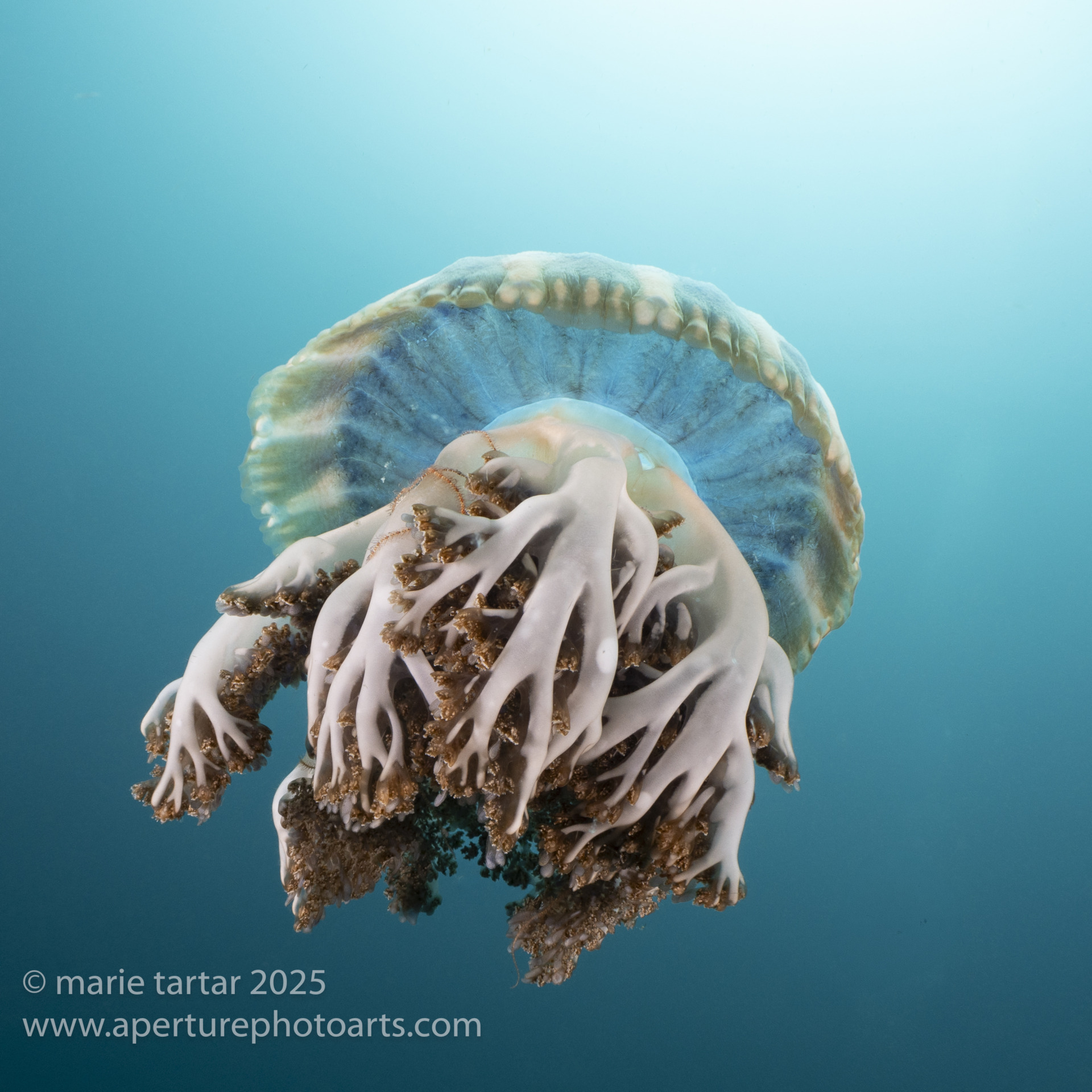 Jellyfish, Kimbe Bay, Papua New Guinea